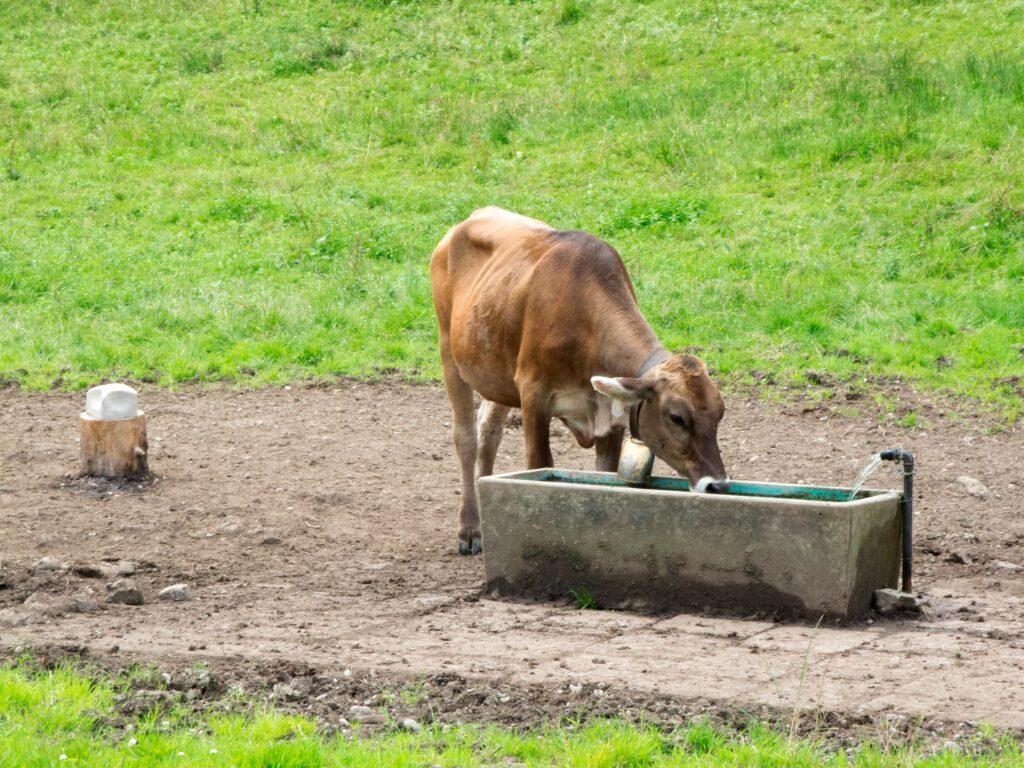 Eine Kuh trinkt aus einer Suevia-Tränke, die auf einer grünen Weide steht. Die Tränke sorgt für eine konstante und hygienische Wasserversorgung der Tiere.
