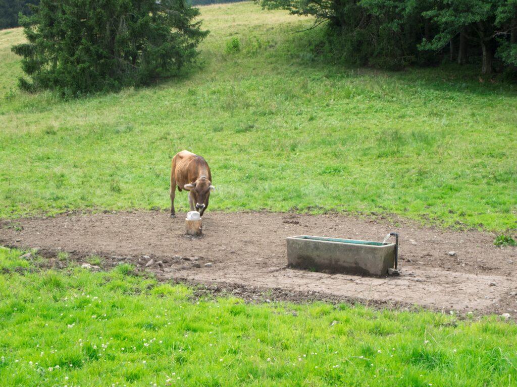 Eine Kuh steht auf einer grünen Weide und trinkt aus einer Suevia-Tränke. Die Tränke sorgt für eine kontinuierliche und saubere Wasserversorgung.