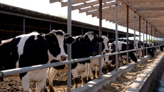 Wenn Wirtschaft auf Stall trifft: Wie moderne Technik die Tierhaltung verändert